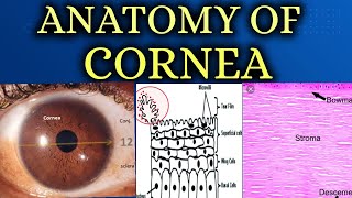 ANATOMY OF CORNEA made easy [upl. by Muffin]