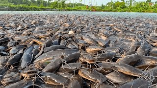 Magur Liar  Usaha Budidaya Lapar Ikan Lele [upl. by Armillas]