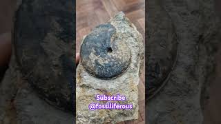 Rare Burton Bradstock ammonite fossil Strigoceras truelli from the bajocian oolite fossiliferous [upl. by Laerol]