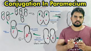 Conjugation in Paramecium Sexual Reproduction in paramecium Urdu  Hindi [upl. by Analle671]