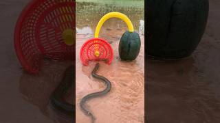 Survival Skills SIMPLE and USEFUL with eel trap camping bushcraft outdoors [upl. by Annawyt123]