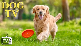 DOG TV Deeply Calming Videos for Anxious Dog Stress Relief  Best Music for Dog with Anxiety [upl. by Auqeenahs130]