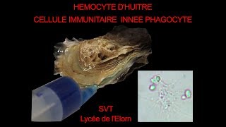 Hémocytes dhuitre et phagocytose de levures SVT Hervé Kempf lycée de lElorn [upl. by Laurella621]