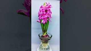 Growing Hyacinthus orientalis Time Lapse [upl. by Eelsnia]