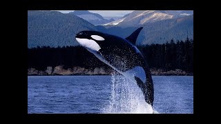 Highly Intelligent Orca Killer Whales  Nature Documentary ✔ [upl. by Emmie]