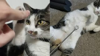 Annoying my cat compilation [upl. by Champ]