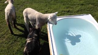 Lesson for lambs how to drink water [upl. by Swart]