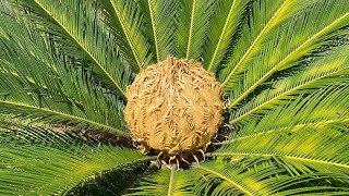 BEAUTIFUL CYCUS PLANT PROPAGATION amp CARE  KANGI PALM  RM Garden shorts [upl. by Mainis]