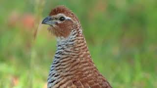 Rock bush quail sound quailrock bush quil voicebush quail soundyoutubeshortsrockquailsound [upl. by Aralk]