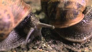 The Sex Life of a Snail  Wildlife Documentary [upl. by Iila]