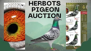 Unique Offer Top Class Racing Pigeon For Sale In Herbots Pigeons Auction [upl. by Einnig]