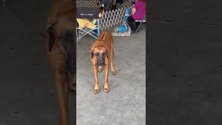 Rhodesian Ridgeback dog rhodesianridgeback [upl. by Rovit]