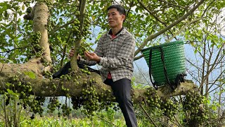 Harvesting Figs Goes to countryside market sell  Gardening  Solo Survival [upl. by Raskind]