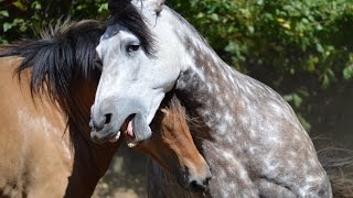 Beautiful Natural Stallion amp Mare Courtship Dance [upl. by Cherey]