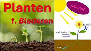 Planten 1 Bladeren Weefsels in bladeren bladgroenkorrels huidmondjes en stevigheid in cellen [upl. by Narra208]