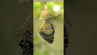 How Butterflies Remember Their Caterpill facts planetsains education [upl. by Ayek]