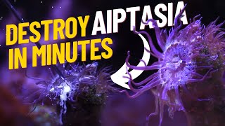 Effectively Rid Aiptasia Quickly and Easily in a matter of Minutes Aiptasia RX [upl. by Sternick]