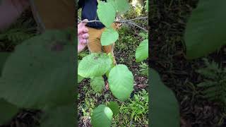 Alnus incana Betulaceae speckled alder [upl. by Sadella]