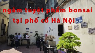 Ngắm tuyệt phẩm bonsai trong phố cổ Hà Nội [upl. by Orvan]