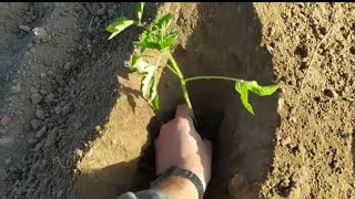 3 consejos para plantar tomates en la huerta 🍅 [upl. by Clift803]