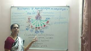 Hormones of adenohypophysis amp neurohypophysis [upl. by Isteb789]