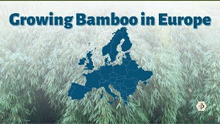 Growing Bamboo in Europe [upl. by Low]