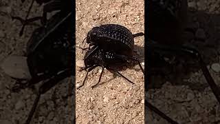 Beetle Is Hot shorts shortfeed nature insects ytshort [upl. by Lenka]