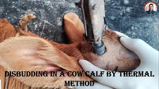 Disbudding in a cow calf by thermal method [upl. by Bugbee]