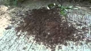 Crazy Ants Driving out Fire Ants in South [upl. by Maynard883]