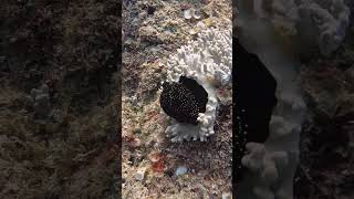 Rare black mantled eggshell cowrie [upl. by Lehplar]