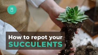 How and When To Repot Your Succulents In 3 Easy Steps  Tips for Beginners [upl. by Corabella]