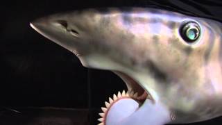 Meet The Helicoprion [upl. by Atarman475]