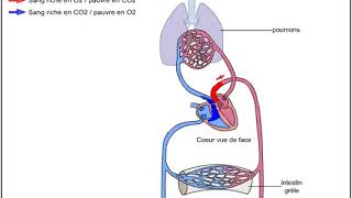 Le système circulatoire sanguin [upl. by Ready]