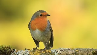 chants  cris du rouge gorge HDsongs  calls european robin HD [upl. by Gwynne]