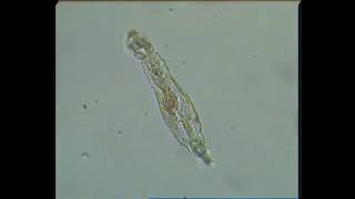 Bdelloid Rotifer [upl. by Darryn]