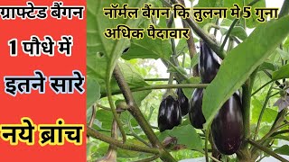 Grafted baigan ki kheti। ग्राफ्टेड बैंगन कि खेती। 1पौधे में इतने सारे नये ब्रांच। [upl. by Amzu395]