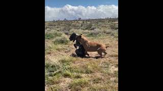 Neapolitan Mastiff VS Cane Corso mastiffsworldwide dog mastiff canecorso neapolitanmastiff [upl. by Coshow]