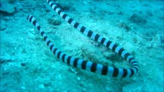 Banded Sea Krait Laticauda colubrina [upl. by Colier]