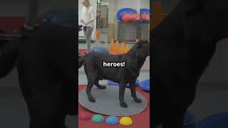 5 Surprising Facts About Labradors 🐶 shorts ytshorts dog [upl. by Mera]