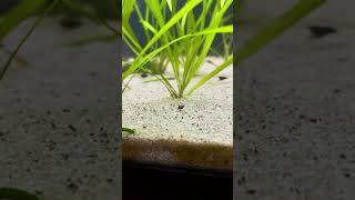 assassin snail breeding  baby assassin snail [upl. by Nessa]