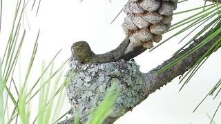 Rubythroated Hummingbird Day 12 Of Incubation [upl. by Elconin]