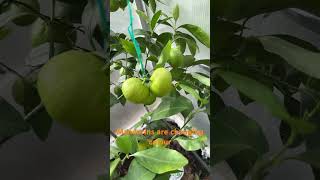 Growing mandarins in the UK [upl. by Yenohtna]