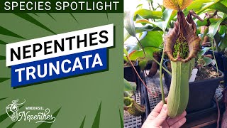 🔍 Species Spotlight 🌿 Nepenthes truncata Easy Nepenthes for Windowsill [upl. by Kcirtapnhoj]