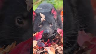 Tassie Devil dives into crunchy Autumn leaves [upl. by Ravens]