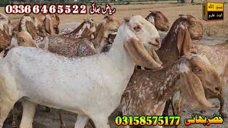 makhi cheeni praignt goat at bismillah goat farm goat farming in Pakistan goat farm [upl. by Pavier]