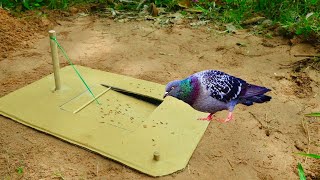 Best Unique Underground Bird Trap  Create Underground Pigeon Trap Using Cardboard Box [upl. by Jat]