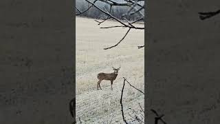 Whitetail Buck coming into antler rattle deercall huntinglife whitetailbuck [upl. by Ettennan]