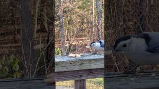 Nuthatch and Chickadee birds wildlife nature [upl. by Reilly885]