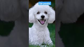 Cão filhote de adulto poodle 🐩 [upl. by Adliw]