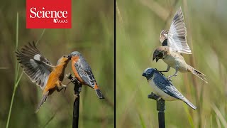 Plumage and song split two nearly identical birds into different species [upl. by Rorke456]